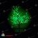 Светодиодное дерево Вишня высота 2.5 м., диаметр 2.0 м., 1728 LED, без мерцания, зеленый. 11-1014