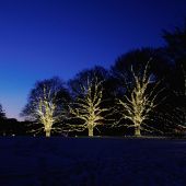 Гирлянда на деревья, спайдер, Луч 4, 4х25м., 100м., 1000 LED, 220/24B., теплый белый, без мерцания, черный ПВХ провод. 05-1757
