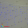 Гирлянда Бахрома 3,2 x 0,9 м Синяя с Мерцанием Белого Диода 220В, 168 LED, провод Белый К 04-5321