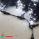 Комплект 3 Белых Нити по 20м с Мерцанием Белого Диода, 600 LED, провод Черный Каучук 2,3мм, IP54 04-5343