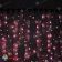 Гирлянда светодиодный занавес, 2х3м., 740 LED, розовый, без мерцания, черный ПВХ провод (Без колпачка). 11-1084